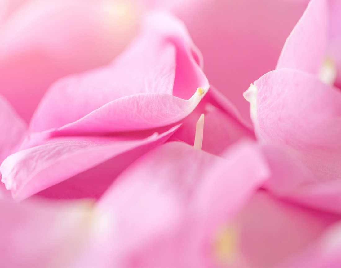 The Benefits of Rosewater Facial Toner: Why Your Skin Will Love This Botanical Essential